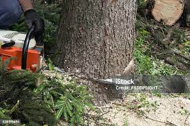 How Our Tree Care Process Works  in  Oyster Creek, TX